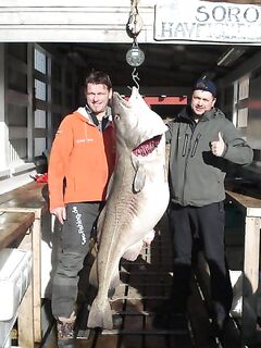 Соседняя база: треска 47 кг, 160 см — фото в ленте