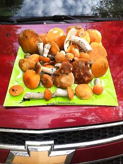 Через границы и грибы по пути, финны пересчитали всё