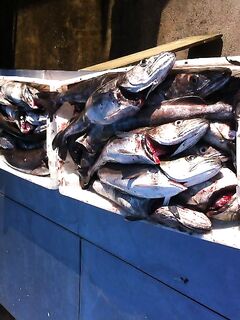 Мерлуза за 5 часов и 20 см приманка — рабочее утро рыбалки