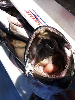 Пасть мерлузы - заметка из Норвегии