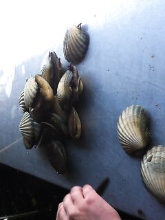 Морские гребешки в Норвегии короткий кадр