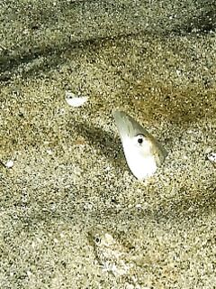 Песчанки у Люнген-фьорда, птицы подсказывают косяк