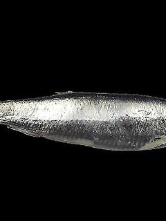 Сельдевые Норвегии: шпрот сардина и ещё три вида