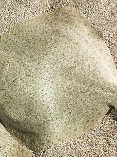 Камбалы Норвегии краткий список видов и названий