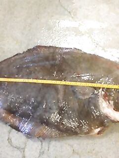 Чёрный палтус в Норвегии: Сенья и Тромсё, глубины 600–1200 м