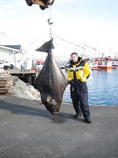 Снимки с палтусом из Норвегии без подробностей
