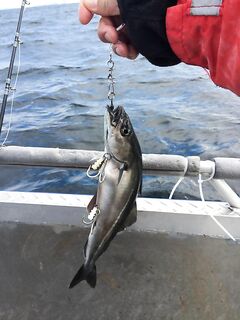 Норвегия и палтус - живец только после умерщвления