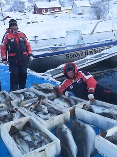 Улов за сегодня в Норвегии короткий итог дня