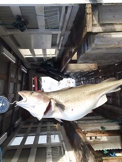 Фото трофея из Норвегии просто фиксирую момент