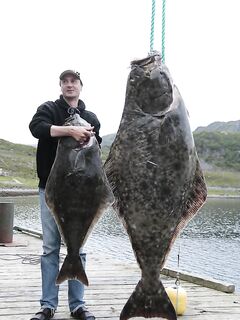 Рекорд сезона 15.07.14 в Норвегии на джиг 450 г