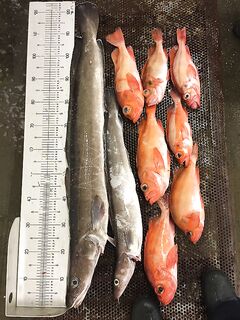 Фото уловов в Норвегии - морская рыбалка короткой строкой