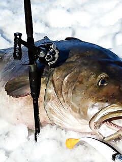 Рекорды по треске в Норвегии и веса приманок