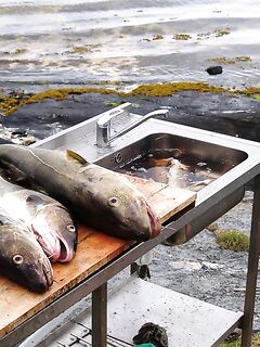 База в Норвегии для морской рыбалки и хозяйственные мелочи