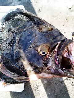 Треска 22 кг и палтус 33.6 в Норвегии - день трофеев