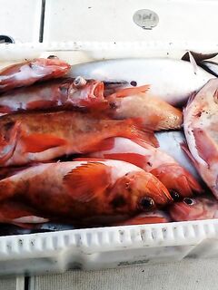 Окунь зачётный у нас и палтусы 15 и 22 у соседей в Норвегии на 140 м