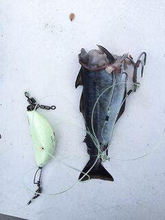 Палтус подошёл в Норвегии и рыбалка на мёртвую рыбку у группы Михаила