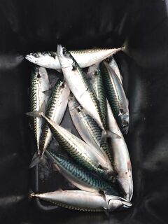 Скумбрии неприлично много — рулеты и пряный посол в Норвегии