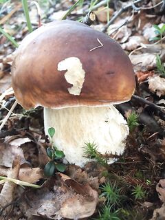 Шторм 8–9 м/с в Норвегии и «грибы вместо моря»