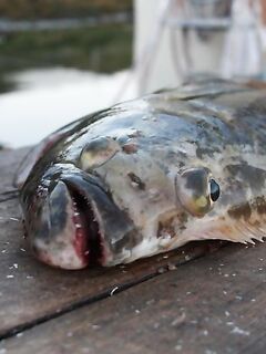 Рекордный палтус и сломанная удочка в Норвегии, подробности вываживания