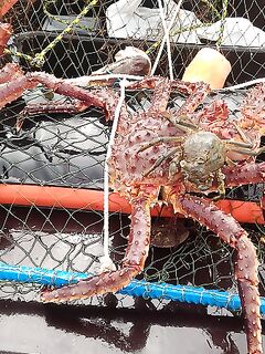 Под Киркенесом заметка о крабе и краболовке