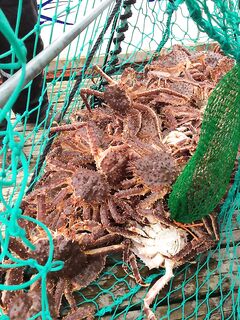 Рамка для краба у берега и короткая пометка