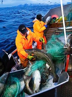 Скрей в Норвегии: заметка из Altaposten