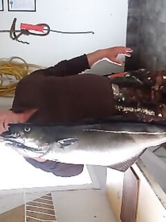 Норвегия, Lyngen Havfiske и морская рыбалка в августе