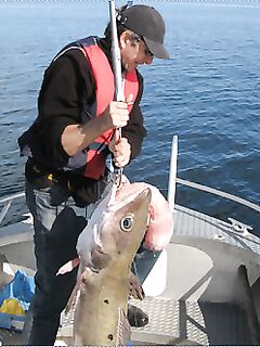 Мольва в Норвегии глубины и насадки по месяцам