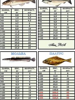 Норвегия: таблица длина/вес/возраст по треске, сайде, мольве и палтусу