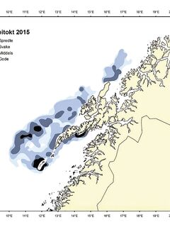 Нерест скрея у Андёйи, краткая пометка