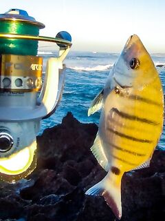 Первая рыбалка 2015 в Португалии — сарго с берега