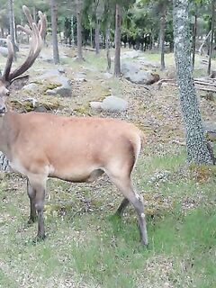 Стокгольм лесные прогулки и частные угодья