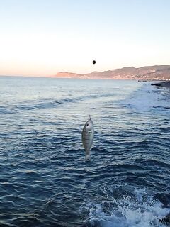 Алания, Махмутлар рыбалка с поплавком в шторм