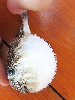 Мелкая фугу у берега в Алании отмечается