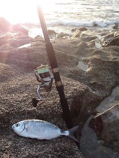 Алания - мелонур со дна на курицу