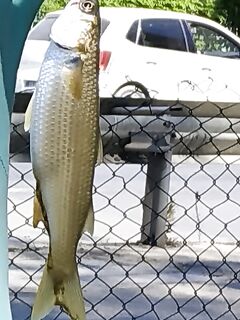 Pegasos Club, маленькая речка у отеля