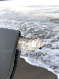 Алания старт сезона и первые поклёвки у берега