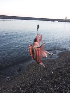 Пляж с галькой, телевизии и местные с бомбардами