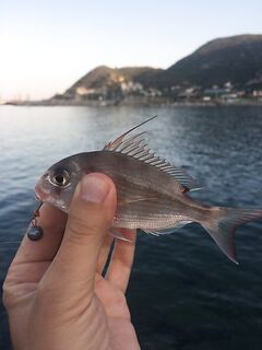 Алания Турция опознание улова по фото и признакам