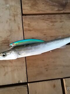 Алания: что за вид, турки забирают?