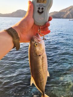 Алания: подскажите вид