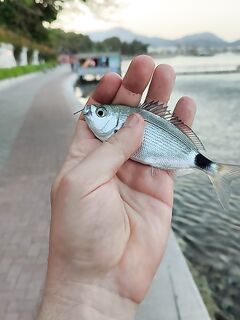 Алания: мелочь у берега