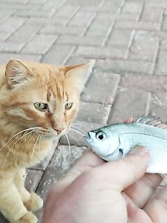 Алания: кэтсайз — короткая пометка