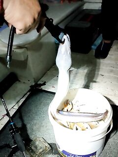 Мармарис: ночь 30-50 м, креветка и планктон