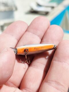 Алания: стая у берега держится