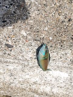 Алания: грудка не держится, ракушка спасла