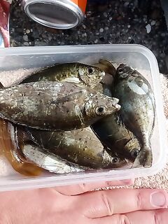 Алания: утро на копчёную курицу