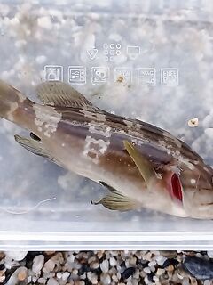 Алания: «грида», отпустил по требованию