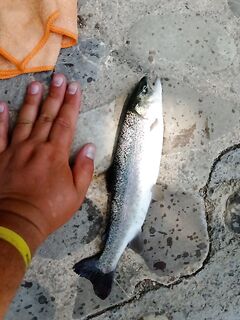 Алания: сазан не подошёл, ушёл в форель