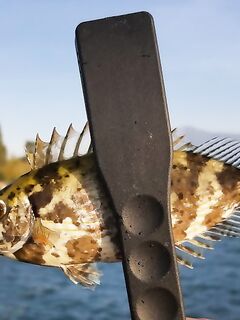 Алания: берём аккуратно, колючки везде